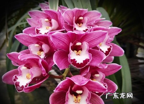 墨兰冬天怕冷吗 冬天最低耐温多少