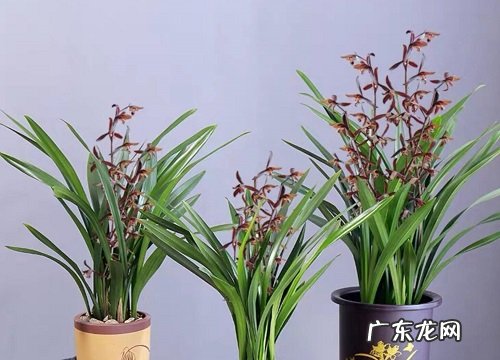 墨兰冬天怕冷吗 冬天最低耐温多少