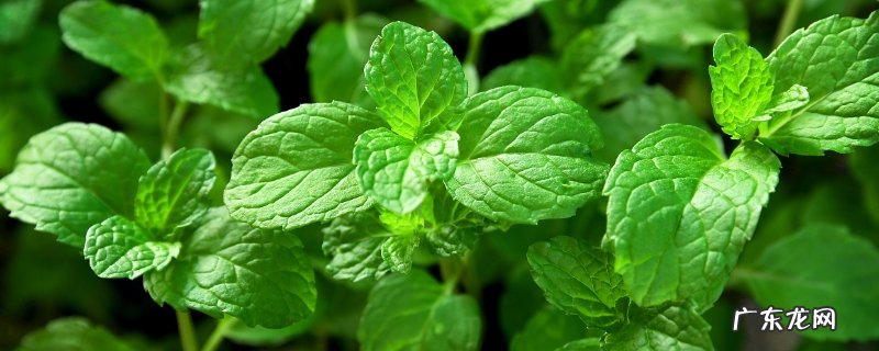 薄荷的种植时间,薄荷的生长习性