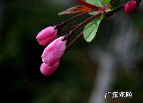 海棠花什么时候换盆合适