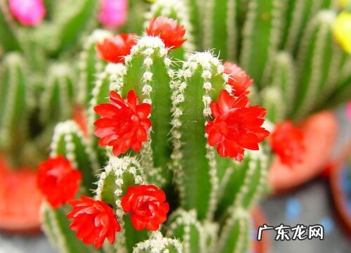 图片 仙人掌开花是什么颜色 开花是什么样子的