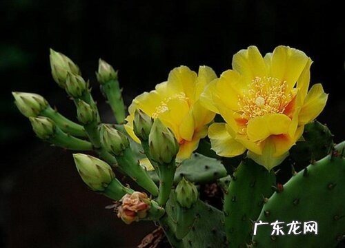 图片 仙人掌开花是什么颜色 开花是什么样子的