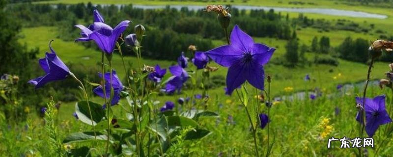 桔梗病虫害防治技术,附桔梗炭疽病发病症状