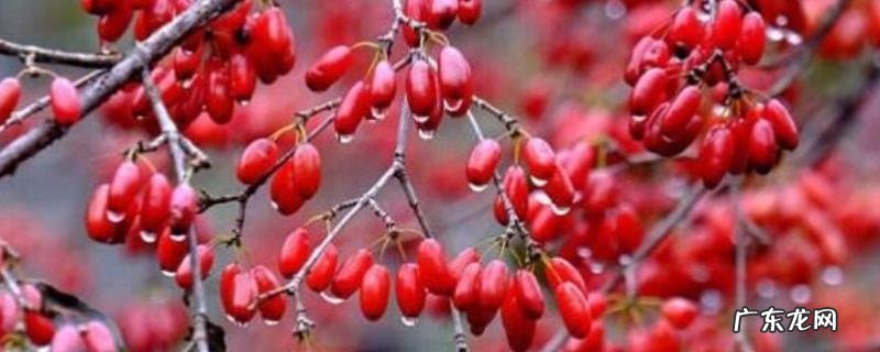 山茱萸的繁殖方法,具体怎么操作