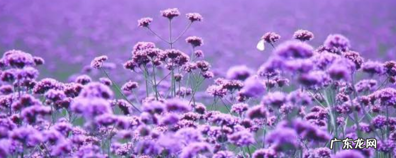 马鞭草什么时候开花?附马鞭草的生长环境及花语