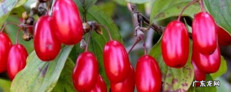 山茱萸种子催芽方法,山茱萸的种子处理