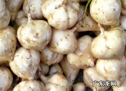 根茎类蔬菜有哪些种类 常见的茎类蔬菜品种大全