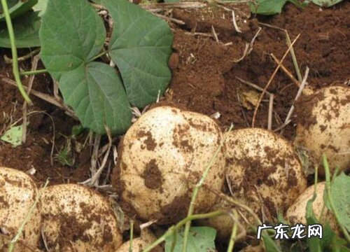 根茎类蔬菜有哪些种类 常见的茎类蔬菜品种大全