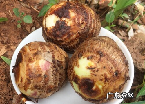 根茎类蔬菜有哪些种类 常见的茎类蔬菜品种大全