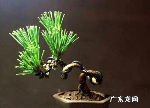 五针松品种排名 什么品种最好