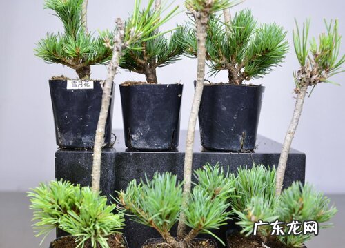 五针松品种排名 什么品种最好