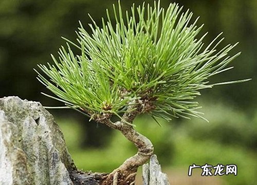 五针松品种排名 什么品种最好