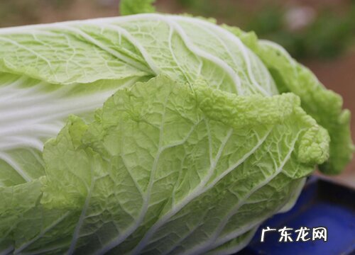 楼顶适合种什么菜