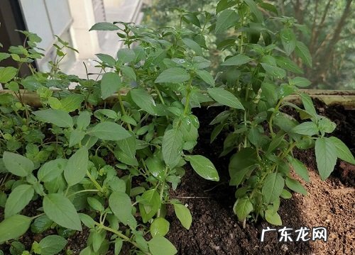 楼顶适合种什么菜