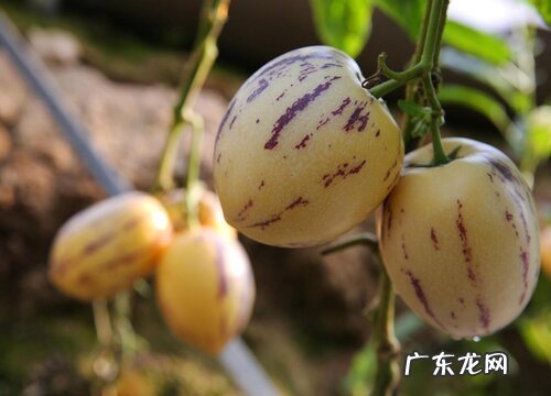 人参果长在树上还是地上 生长在什么树上