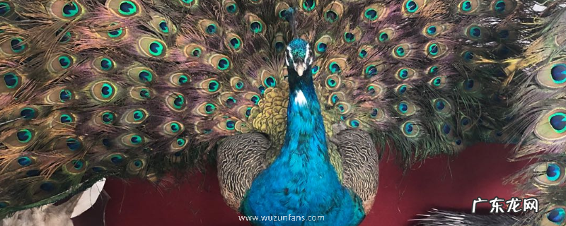 孔雀标本多少钱一个？附孔雀标本放在家里好吗及孔雀的象征意义