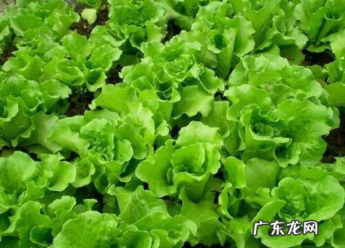 大叶蔬菜有哪些 大叶蔬菜包括哪些菜