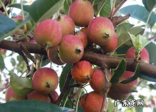 海棠是什么水果