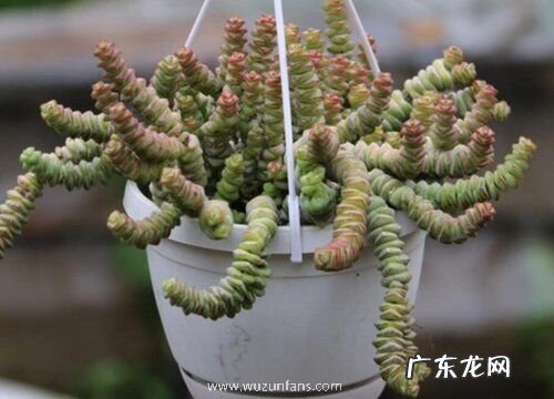 多肉玉坠怎么浇水方法