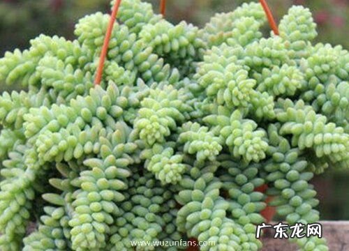 多肉玉坠怎么浇水方法