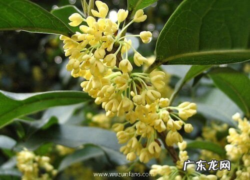 桂花树开花后怎么修剪