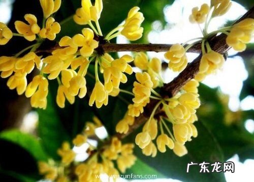 桂花树开花后怎么修剪