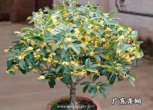 桂花树开花后怎么修剪