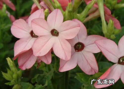 烟草花几点开花时间 什么时候开放