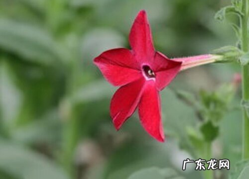 烟草花几点开花时间 什么时候开放