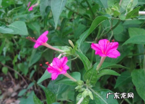 烟草花几点开花时间 什么时候开放