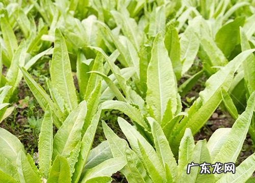 四季种植的蔬菜有哪些 现在这个季节可以种什么蔬菜
