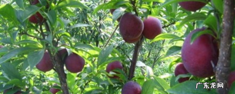 布朗李子多少钱一斤？附布朗李子的品种及优势