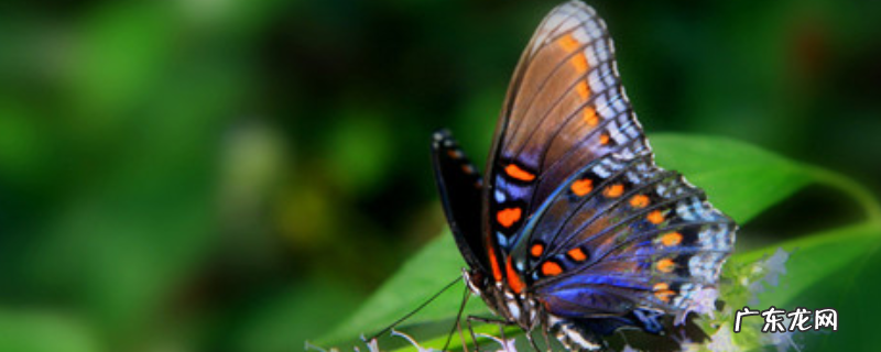 蝴蝶和蛾子的区别，附蝴蝶和蛾子的相同点