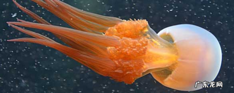 海蜇能蜇死人吗？如何预防被刺伤