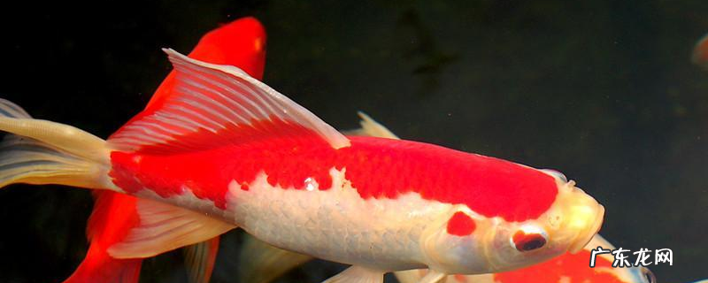 黄金锦鲤鱼多少钱一条?饲养方法是什么