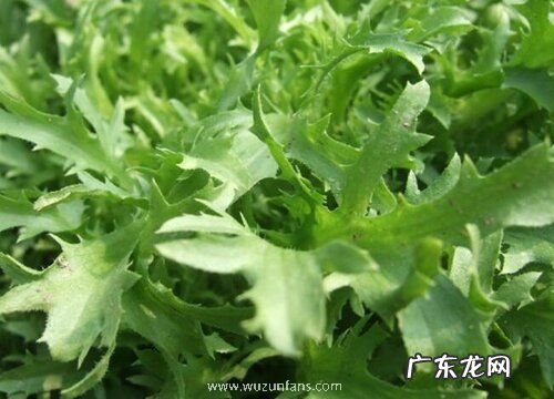 喜湿耐涝的蔬菜有哪些品种 涝地种什么蔬菜好