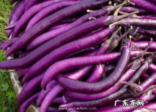 能烤的蔬菜有哪些 常见的能烤着吃的蔬菜品种