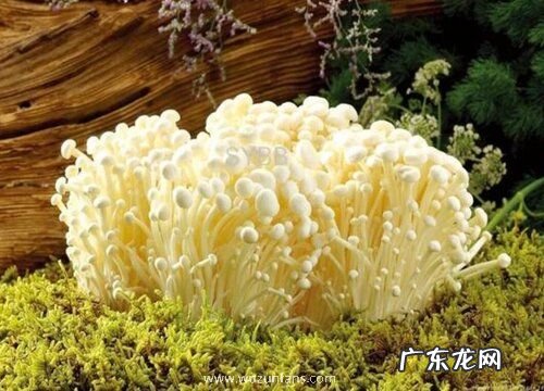 能烤的蔬菜有哪些 常见的能烤着吃的蔬菜品种