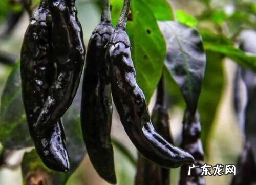 黑色的蔬菜有哪些品种 什么蔬菜是黑色的色素