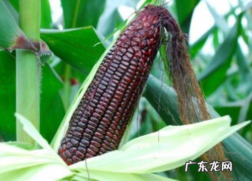 黑色的蔬菜有哪些品种 什么蔬菜是黑色的色素