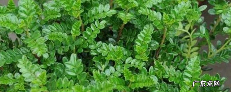 清香木的繁殖方法,附其繁殖方法