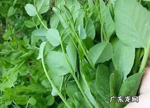 图片 绿叶菜类蔬菜有哪些 绿色叶菜类蔬菜名称大全