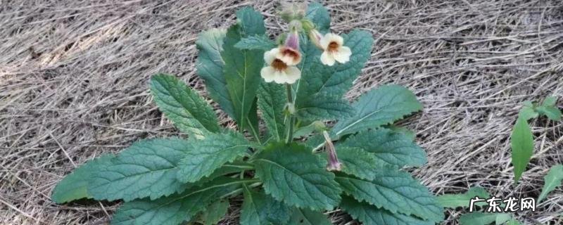 地黄的培养,附繁殖技术