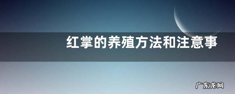 红掌的养殖方法和注意事项,红掌的繁殖方法
