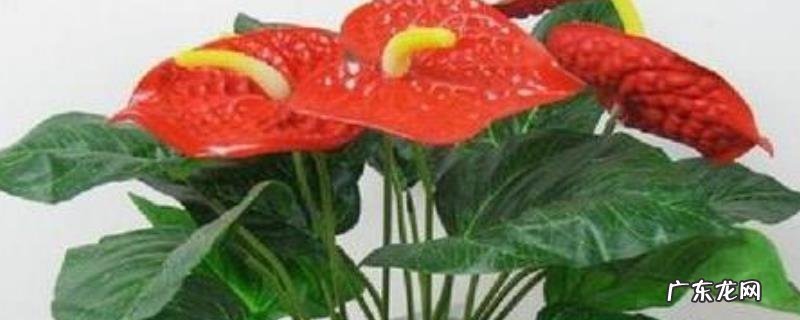 红掌的养殖方法和注意事项,红掌的繁殖方法