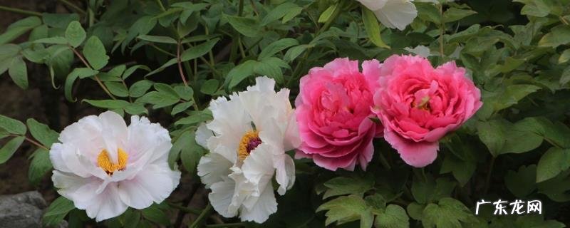 牡丹花的特点是什么？牡丹花的生长习性