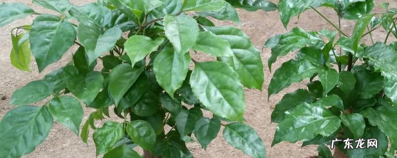 幸福树的养殖方法和注意事项,附其生长习性