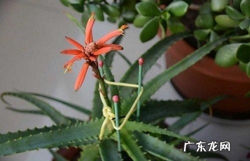 芦荟冬天会冻死吗 冬季温度低会不会冻死