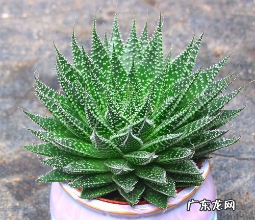 芦荟冬天会冻死吗 冬季温度低会不会冻死