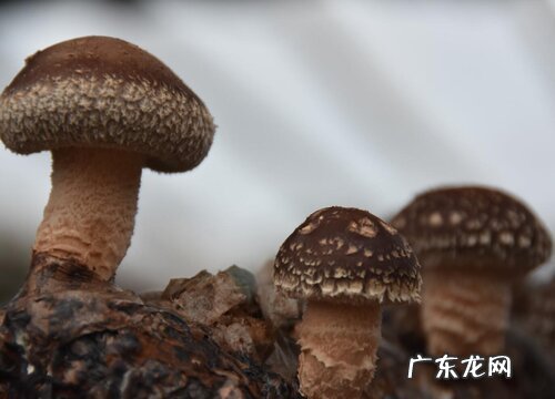 需要焯水的蔬菜有哪些 必须要焯水的五种蔬菜